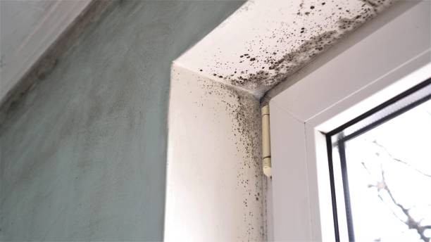 Best Attic Mold Removal  in Northern Cambria, PA