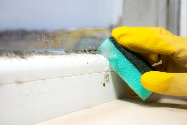 Best Residential Mold Removal  in Northern Cambria, PA