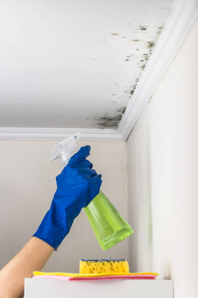 Attic Mold Removal in Northern Cambria, PA