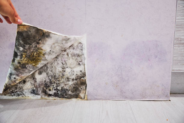 Professional Mold Removal in Northern Cambria, PA